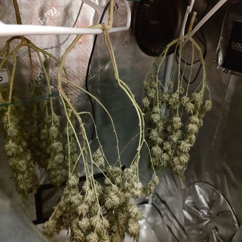 Durban Poison growlog timeline photo