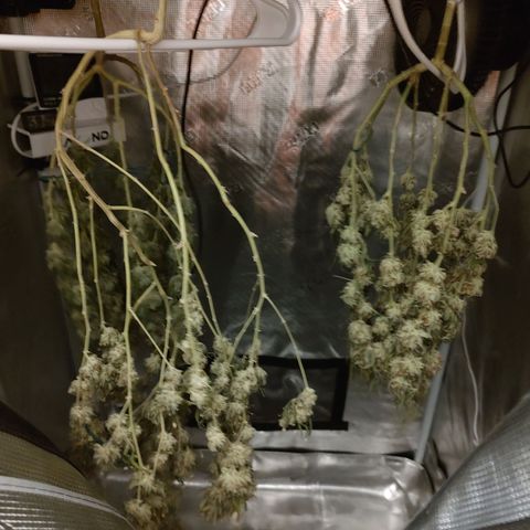 Durban Poison growlog timeline photo
