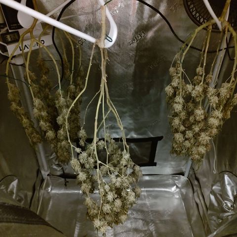 Durban Poison growlog timeline photo