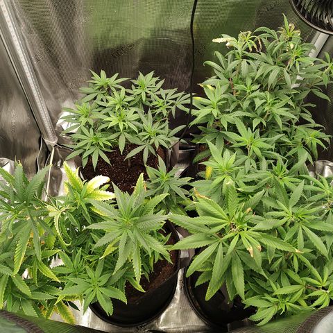 Durban Poison growlog timeline photo