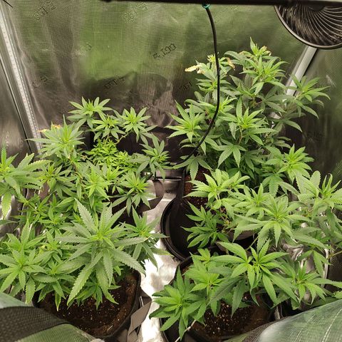 Durban Poison growlog timeline photo