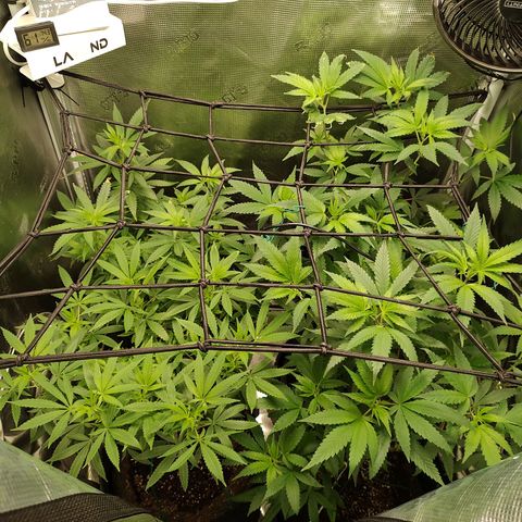 Durban Poison growlog timeline photo