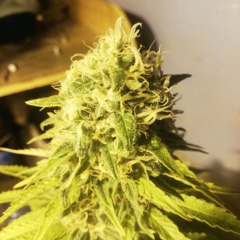 Jamaican Dream growlog photo: Pocos pistilos cafes