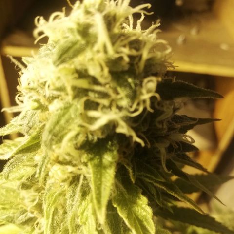 Jamaican Dream growlog photo: Pocos pistilos cafes