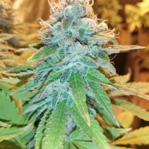 Jamaican Dream growlog photo: A falta de un par de semanas de la cosecha 