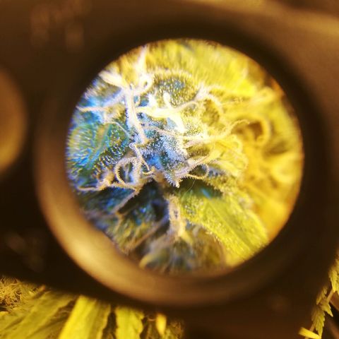 Jamaican Dream growlog photo: A falta de un par de semanas de la cosecha 