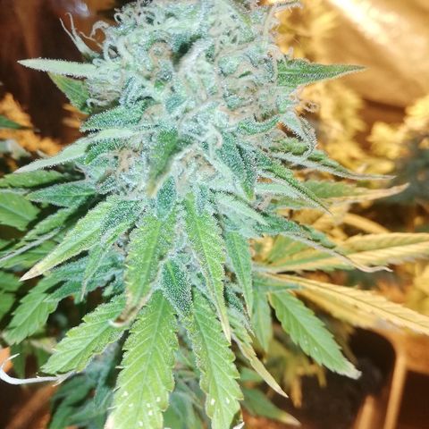 Jamaican Dream growlog photo: A falta de un par de semanas de la cosecha 