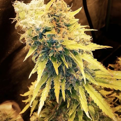 Jamaican Dream growlog photo: Sus últimos días ☹️
