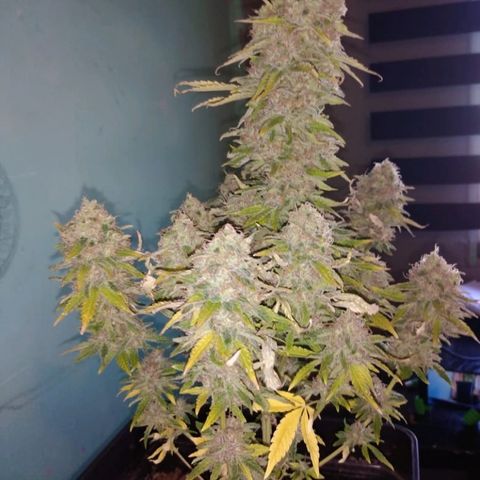 Jamaican Dream growlog timeline photo