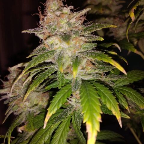 Jamaican Dream growlog timeline photo