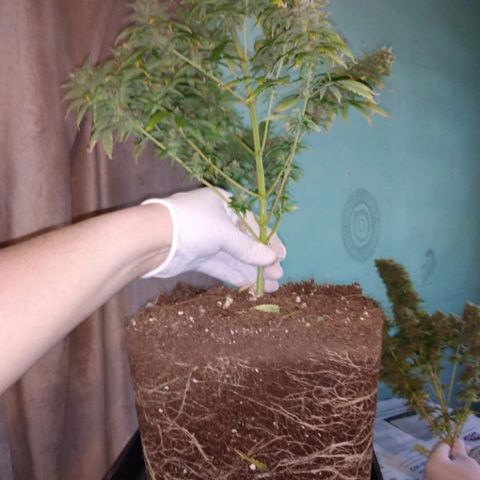 Jamaican Dream growlog timeline photo