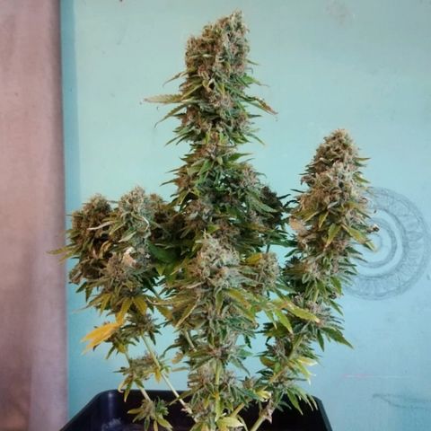 Jamaican Dream growlog timeline photo