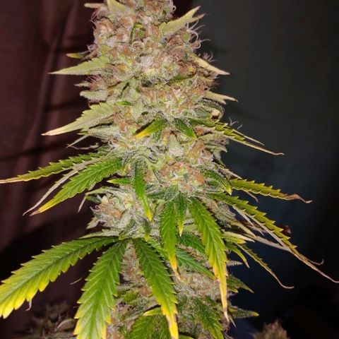 Jamaican Dream growlog timeline photo