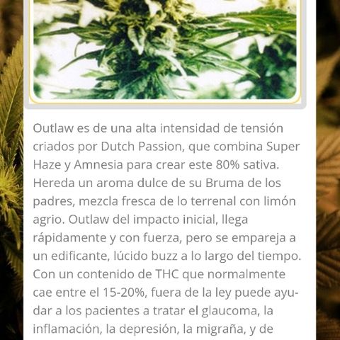 Outlaw amnesia  #1 growlog timeline photo