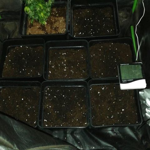 Outlaw amnesia  #1 growlog photo: 3 ml micoroot
