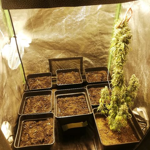 Outlaw amnesia  #1 growlog photo: Primer riego 250ml 1ml enraizante 