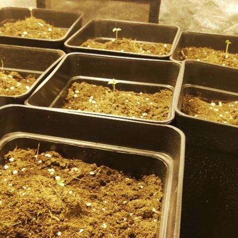 Outlaw amnesia  #1 growlog photo: Casual