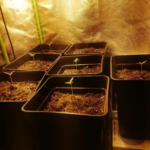 Outlaw amnesia  #1 growlog timeline photo