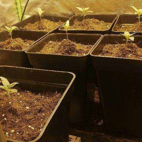 Outlaw amnesia  #1 growlog photo: Relleno con sustrato 🌱
