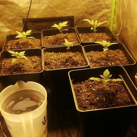 Outlaw amnesia  #1 growlog photo: 11 días 