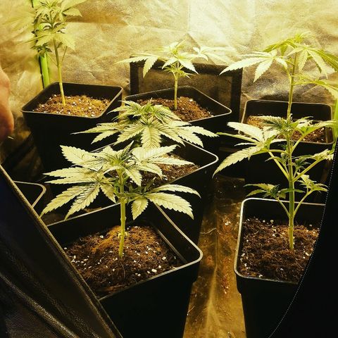 Outlaw amnesia  #1 growlog photo: Poda