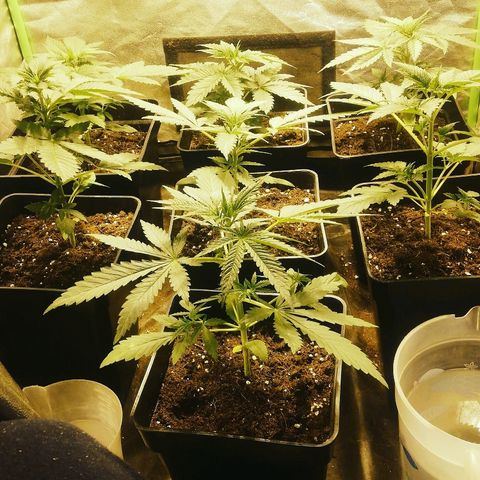 Outlaw amnesia  #1 growlog photo: 3 semanas