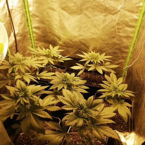 Outlaw amnesia  #1 growlog photo: 24 dias
