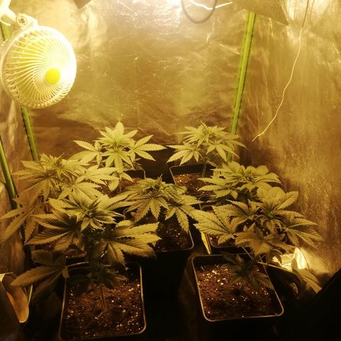 Outlaw amnesia  #1 growlog timeline photo