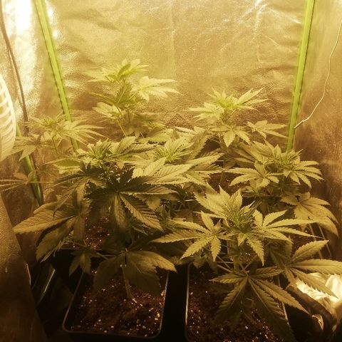 Outlaw amnesia  #1 growlog timeline photo