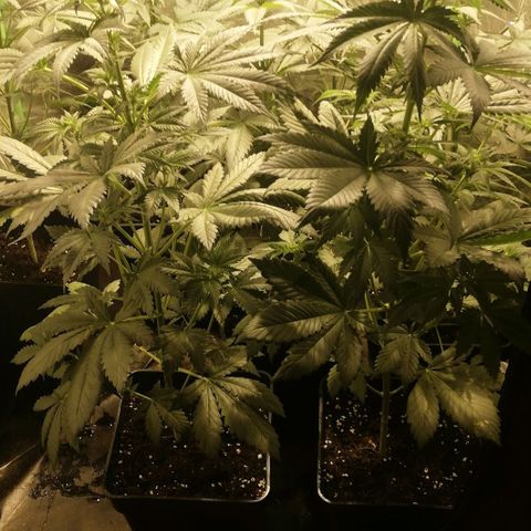 Outlaw amnesia  #1 growlog timeline photo