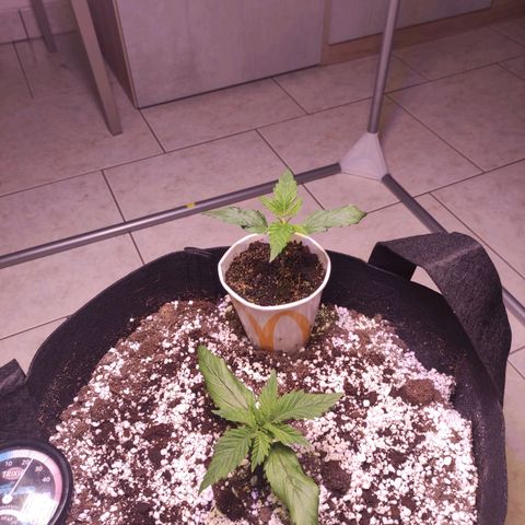 Royal Cookies Automatic growlog timeline photo