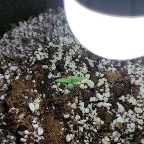 Royal Cookies Automatic growlog timeline photo