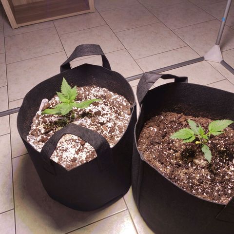 Royal Cookies Automatic growlog timeline photo