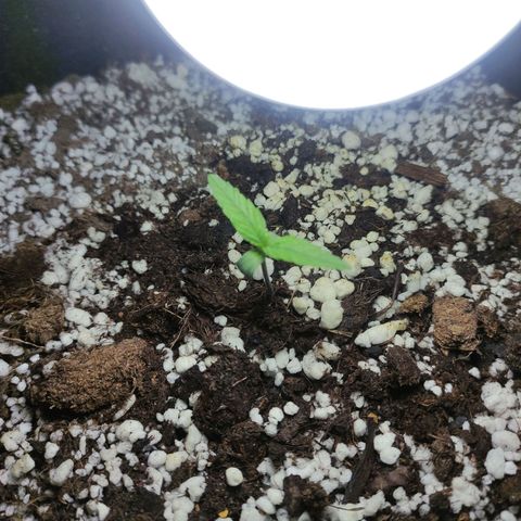 Royal Cookies Automatic growlog timeline photo