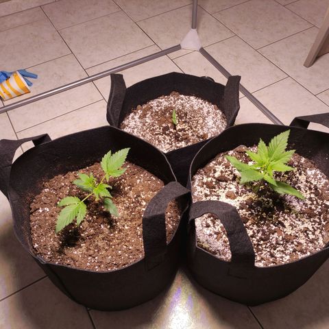 Royal Cookies Automatic growlog timeline photo