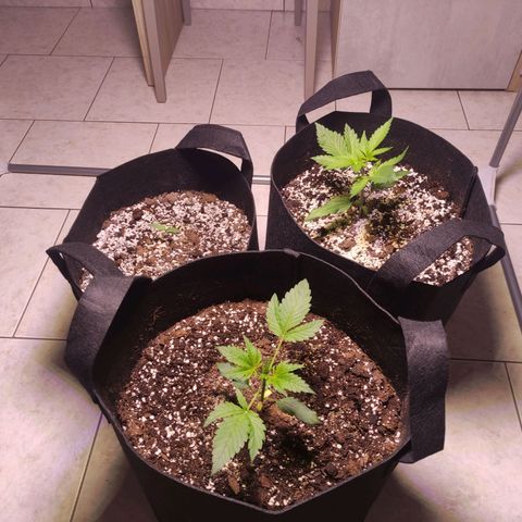 Royal Cookies Automatic growlog timeline photo