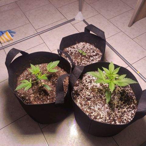 Royal Cookies Automatic growlog timeline photo