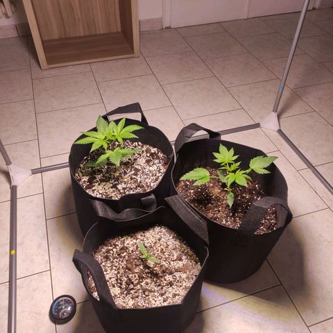 Royal Cookies Automatic growlog timeline photo