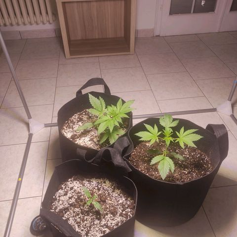 Royal Cookies Automatic growlog timeline photo