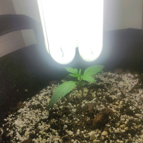 Royal Cookies Automatic growlog timeline photo