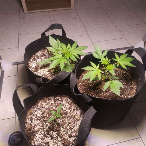 Royal Cookies Automatic growlog timeline photo