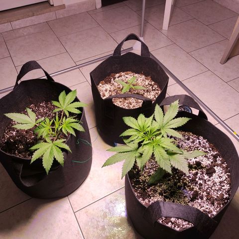 Royal Cookies Automatic growlog timeline photo
