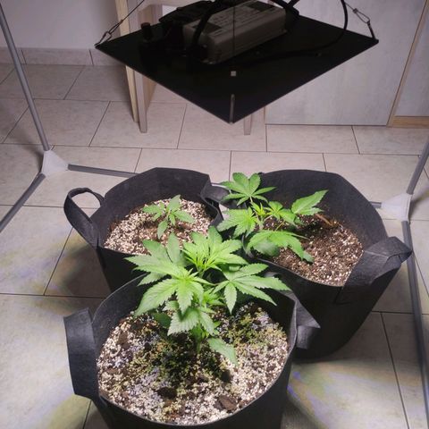 Royal Cookies Automatic growlog timeline photo