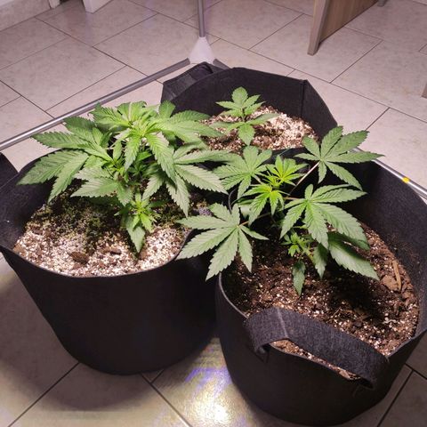 Royal Cookies Automatic growlog timeline photo