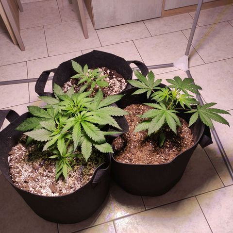 Royal Cookies Automatic growlog timeline photo