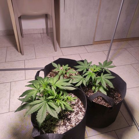 Royal Cookies Automatic growlog timeline photo