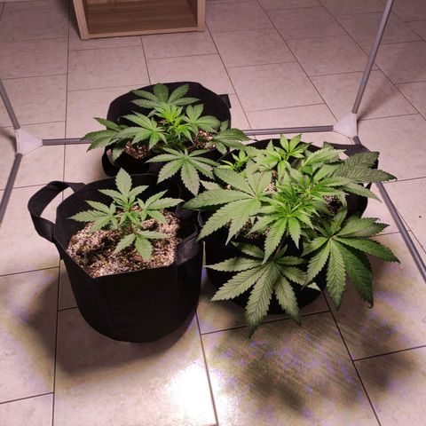 Royal Cookies Automatic growlog timeline photo