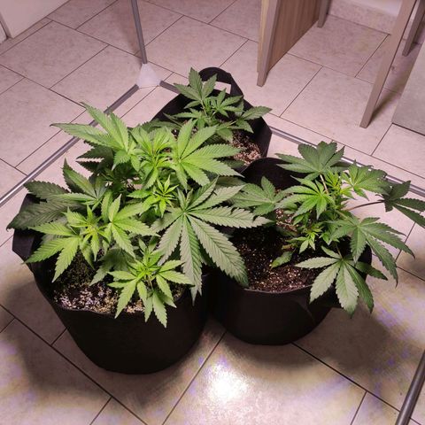 Royal Cookies Automatic growlog timeline photo