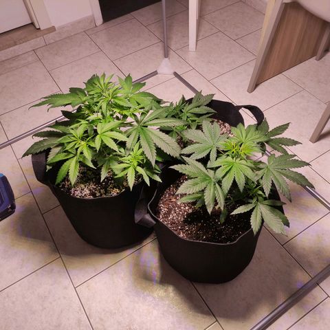 Royal Cookies Automatic growlog timeline photo