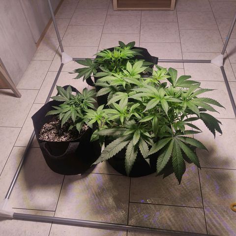 Royal Cookies Automatic growlog timeline photo